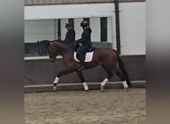 KWPN, Castrone, 4 Anni, 169 cm, Baio