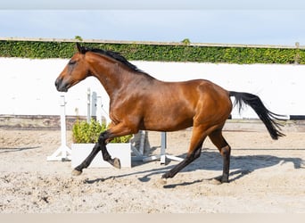 KWPN, Castrone, 4 Anni, 169 cm, Baio