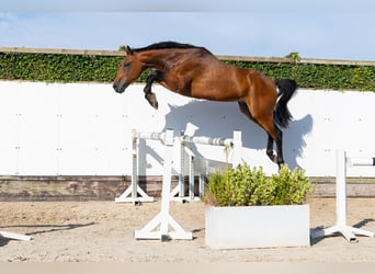 KWPN, Castrone, 4 Anni, 169 cm, Baio