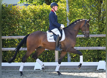 KWPN, Castrone, 4 Anni, 169 cm, Baio scuro