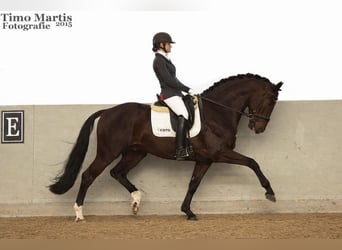 KWPN, Castrone, 4 Anni, 169 cm, Morello