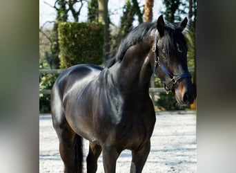 KWPN, Castrone, 4 Anni, 170 cm, Baio