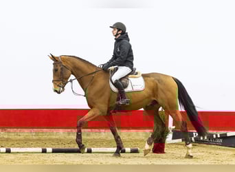 KWPN, Castrone, 4 Anni, 170 cm, Baio