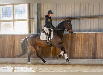 KWPN, Castrone, 4 Anni, 170 cm, Baio scuro