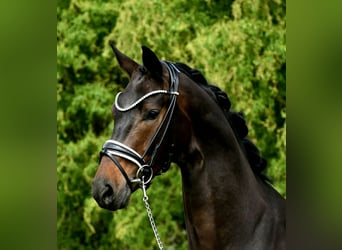 KWPN, Castrone, 4 Anni, 170 cm