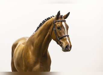 KWPN, Castrone, 4 Anni, 170 cm