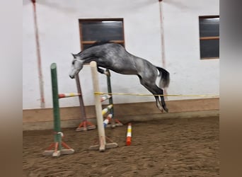 KWPN, Castrone, 4 Anni, 170 cm, Grigio