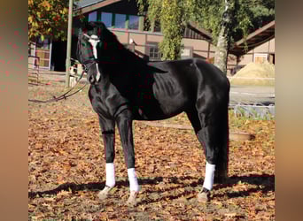 KWPN, Castrone, 4 Anni, 170 cm, Morello