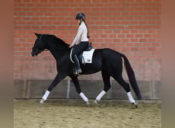 KWPN, Castrone, 4 Anni, 170 cm, Morello