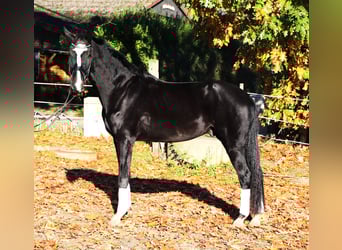 KWPN, Castrone, 4 Anni, 170 cm, Morello