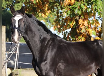KWPN, Castrone, 4 Anni, 170 cm, Morello