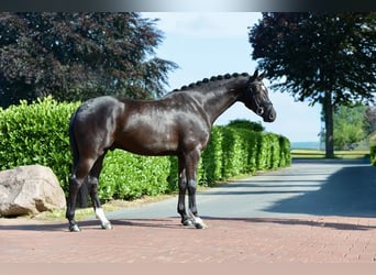 KWPN, Castrone, 4 Anni, 170 cm, Morello
