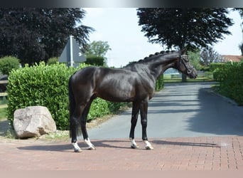 KWPN, Castrone, 4 Anni, 170 cm, Morello