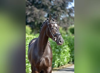 KWPN, Castrone, 4 Anni, 170 cm, Morello