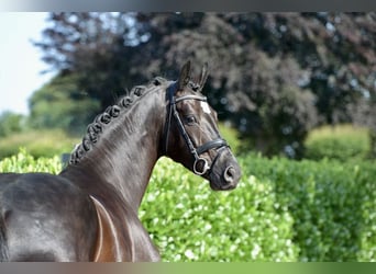 KWPN, Castrone, 4 Anni, 170 cm, Morello