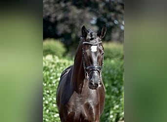 KWPN, Castrone, 4 Anni, 170 cm, Morello
