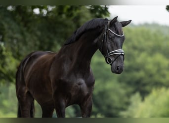 KWPN, Castrone, 4 Anni, 170 cm, Morello