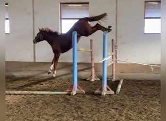 KWPN, Castrone, 4 Anni, 170 cm, Sauro scuro