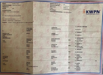 KWPN, Castrone, 4 Anni, 170 cm, Sauro scuro