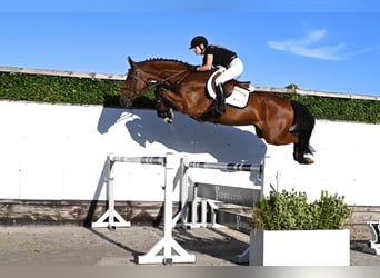 KWPN, Castrone, 4 Anni, 171 cm, Baio