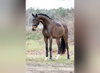 KWPN, Castrone, 4 Anni, 171 cm, Baio chiaro