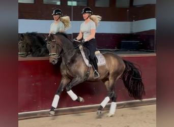 KWPN, Castrone, 4 Anni, 171 cm, Baio scuro