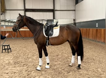 KWPN, Castrone, 4 Anni, 171 cm, Baio scuro
