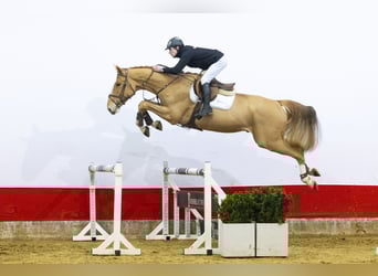 KWPN, Castrone, 4 Anni, 171 cm