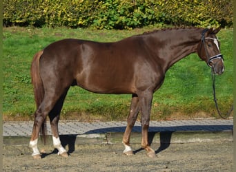 KWPN, Castrone, 4 Anni, 171 cm, Sauro scuro