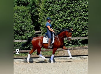 KWPN, Castrone, 4 Anni, 172 cm, Baio