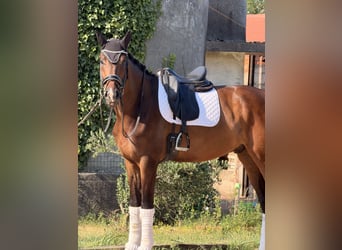 KWPN, Castrone, 4 Anni, 172 cm, Baio
