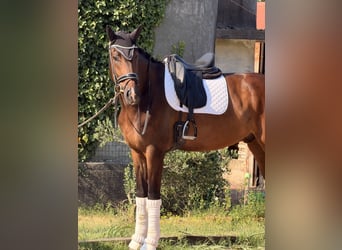 KWPN, Castrone, 4 Anni, 172 cm, Baio