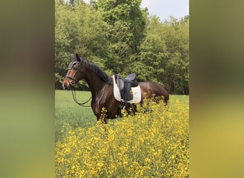 KWPN, Castrone, 4 Anni, 172 cm, Baio