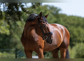 KWPN, Castrone, 4 Anni, 172 cm, Baio