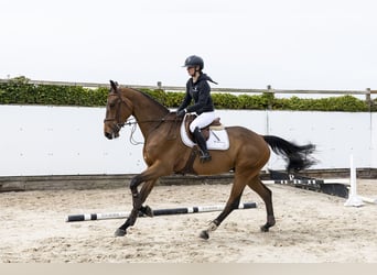 KWPN, Castrone, 4 Anni, 172 cm, Baio