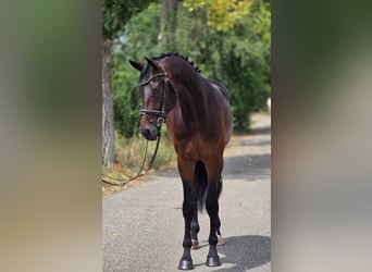 KWPN, Castrone, 4 Anni, 172 cm, Baio scuro
