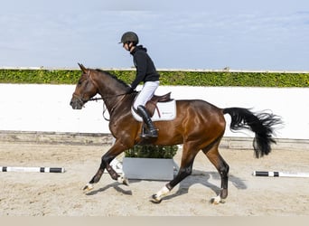KWPN, Castrone, 4 Anni, 172 cm, Baio scuro
