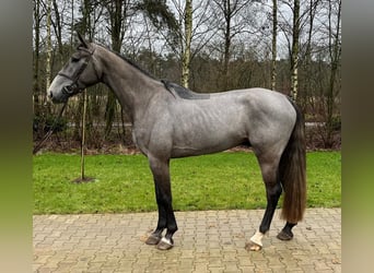 KWPN, Castrone, 4 Anni, 172 cm, Grigio