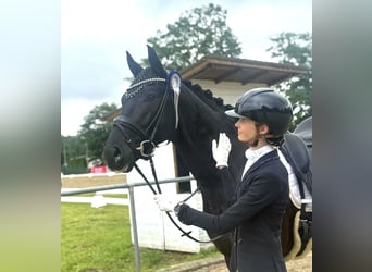 KWPN, Castrone, 4 Anni, 172 cm, Morello