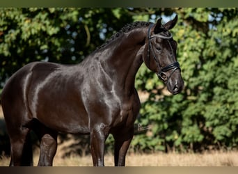 KWPN, Castrone, 4 Anni, 172 cm, Morello