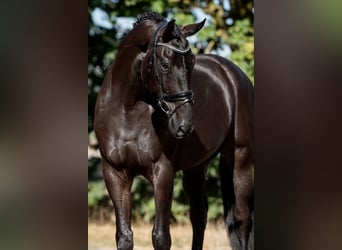 KWPN, Castrone, 4 Anni, 172 cm, Morello