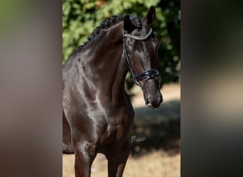 KWPN, Castrone, 4 Anni, 172 cm, Morello