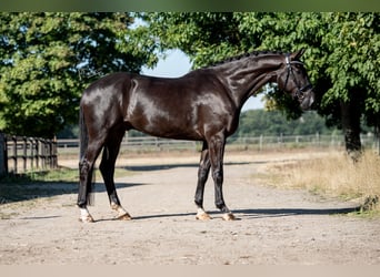 KWPN, Castrone, 4 Anni, 172 cm, Morello