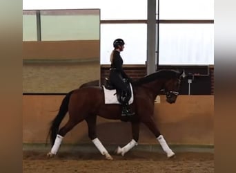 KWPN, Castrone, 4 Anni, 173 cm, Baio