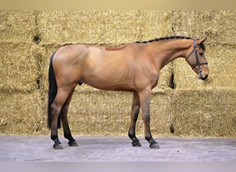 KWPN, Castrone, 4 Anni, 173 cm, Baio