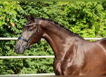 KWPN, Castrone, 4 Anni, 173 cm, Morello
