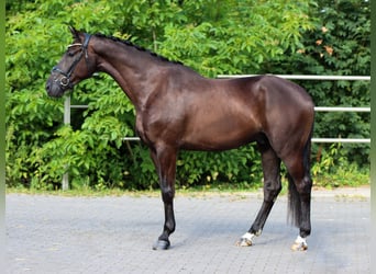 KWPN, Castrone, 4 Anni, 173 cm, Morello