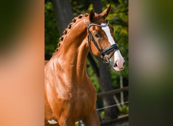 KWPN, Castrone, 4 Anni, 173 cm, Sauro