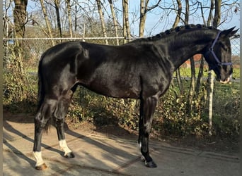 KWPN, Castrone, 4 Anni, 174 cm, Morello