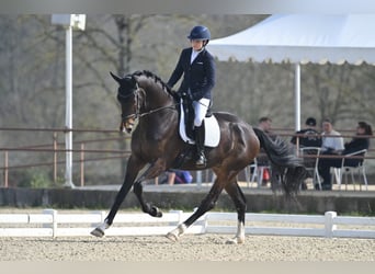 KWPN, Castrone, 4 Anni, 175 cm, Baio scuro